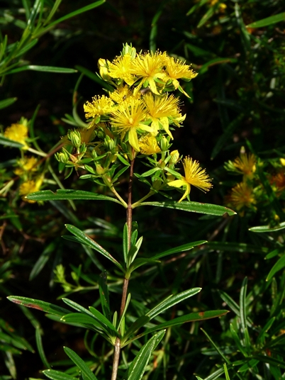 {Hypericum interior}